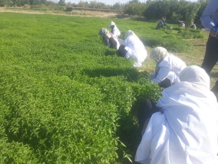 کاشت گیاه دارویی نعناع در رشتخوار خراسان رضوی آغاز شد