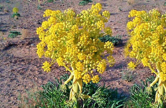 آنغوزه؛ گنج پنهان فارس در انتظار فرصت طلایی