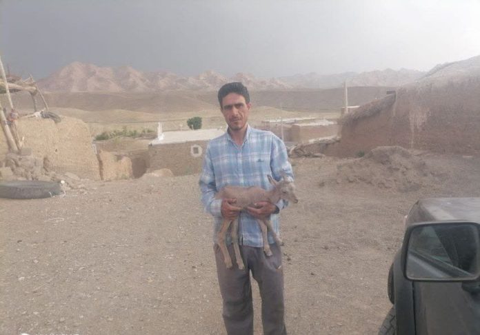 یک دوستدار طبیعت «بره قوچ» مصدوم را به محیط‌بانان سبزوار تحویل داد