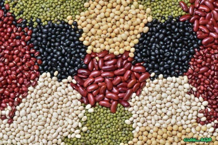 پیشنهاد نایب‌رئیس کمیسیون کشاورزی برای کاهش قیمت حبوبات